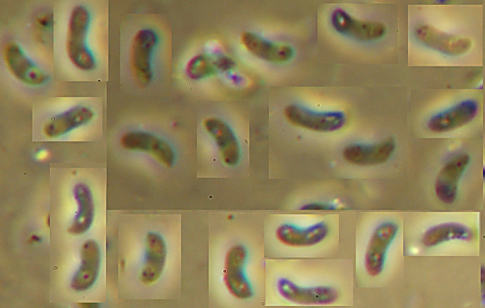 Che dite di P.medulla-panis?-foto8475(Ischnoderma resinosum)